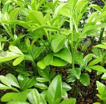 Amazon.co.jp: からたち カラタチ の苗 9本セット農薬不使用 実生苗
